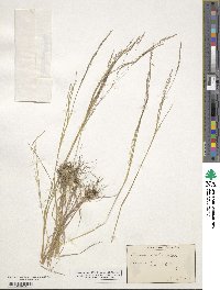 Agrostis scabra image