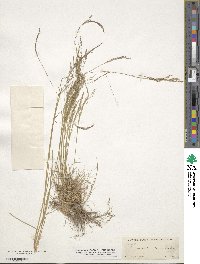 Agrostis scabra image