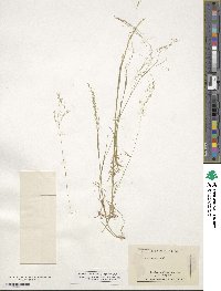 Agrostis scabra image