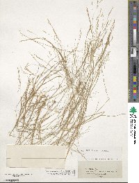 Agrostis scabra image