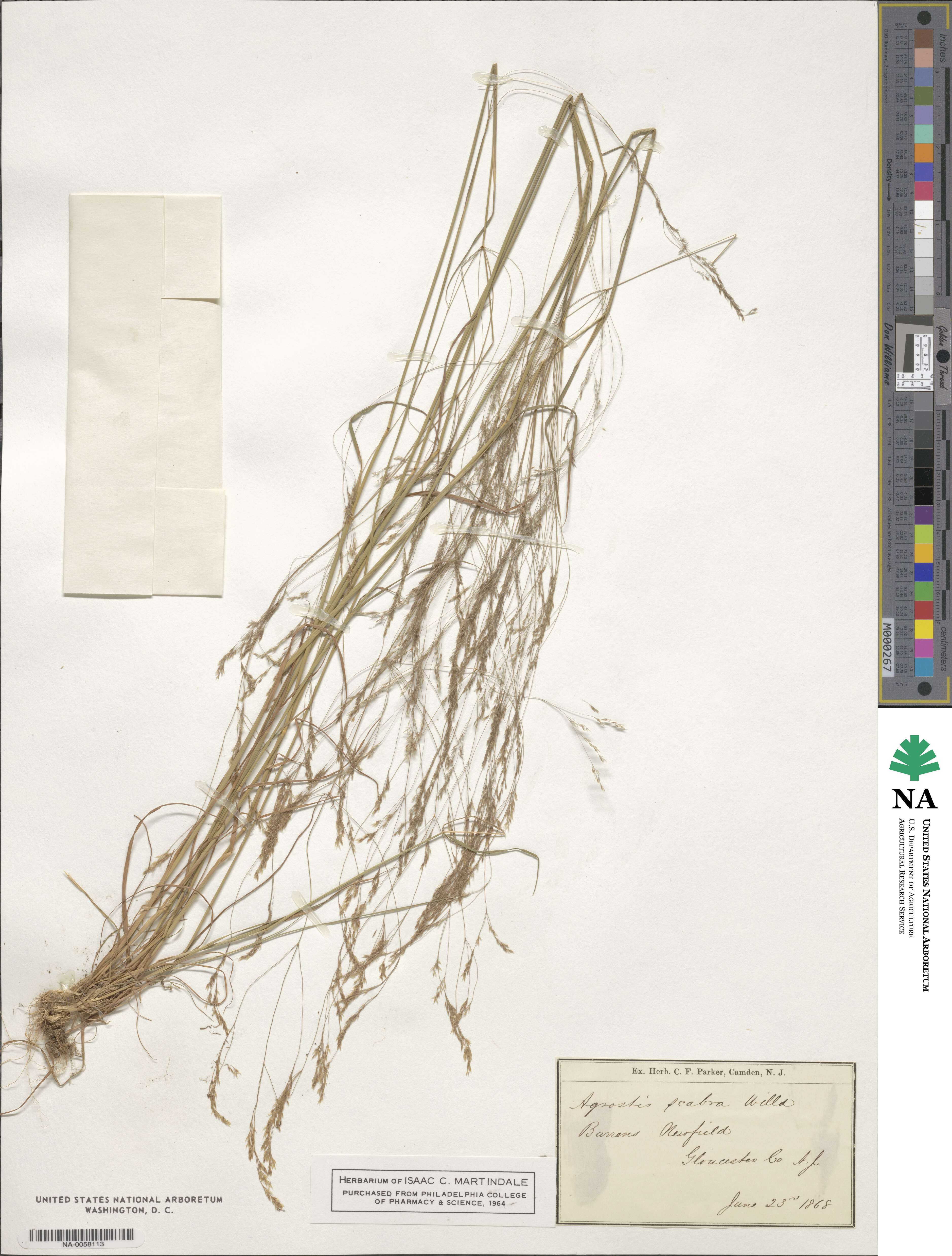 Agrostis scabra image