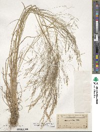 Agrostis scabra image