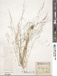 Agrostis scabra image