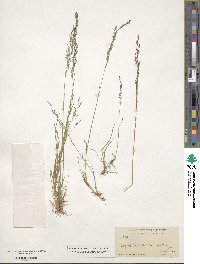 Agrostis scabra image