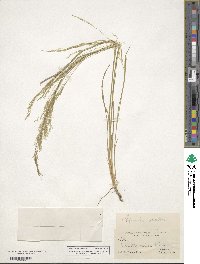 Agrostis scabra image