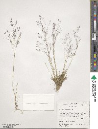 Agrostis scabra image