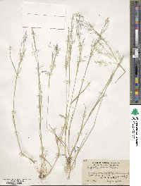 Agrostis scabra image