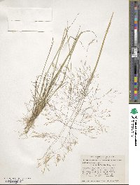 Agrostis scabra image