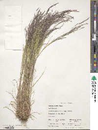 Agrostis scabra image