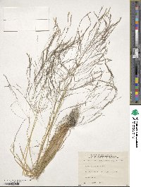 Agrostis scabra image