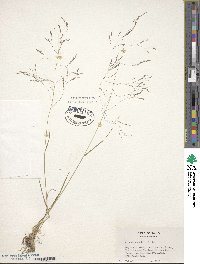 Agrostis scabra image