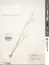 Agrostis scabra image