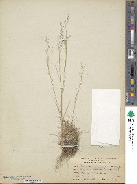 Agrostis scabra image