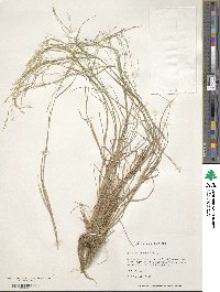 Agrostis scabra image