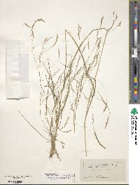 Agrostis scabra image