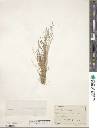 Agrostis scabra image