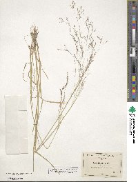 Agrostis scabra image