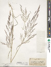 Agrostis scabra image