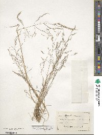 Agrostis scabra image