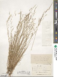 Agrostis scabra image