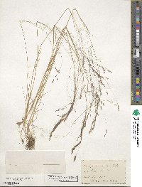 Agrostis scabra image