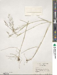 Agrostis scabra image