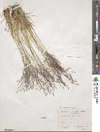 Agrostis scabra image