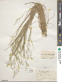 Agrostis scabra image