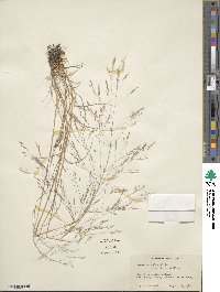 Agrostis scabra image