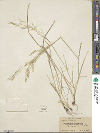 Agrostis scabra image