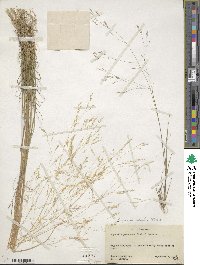 Agrostis scabra image