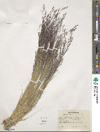 Agrostis scabra image