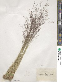 Agrostis scabra image