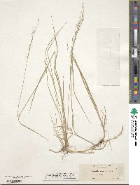 Agrostis exarata image