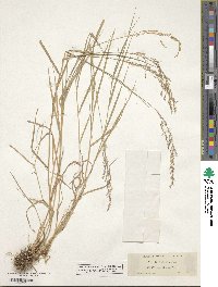 Agrostis exarata image