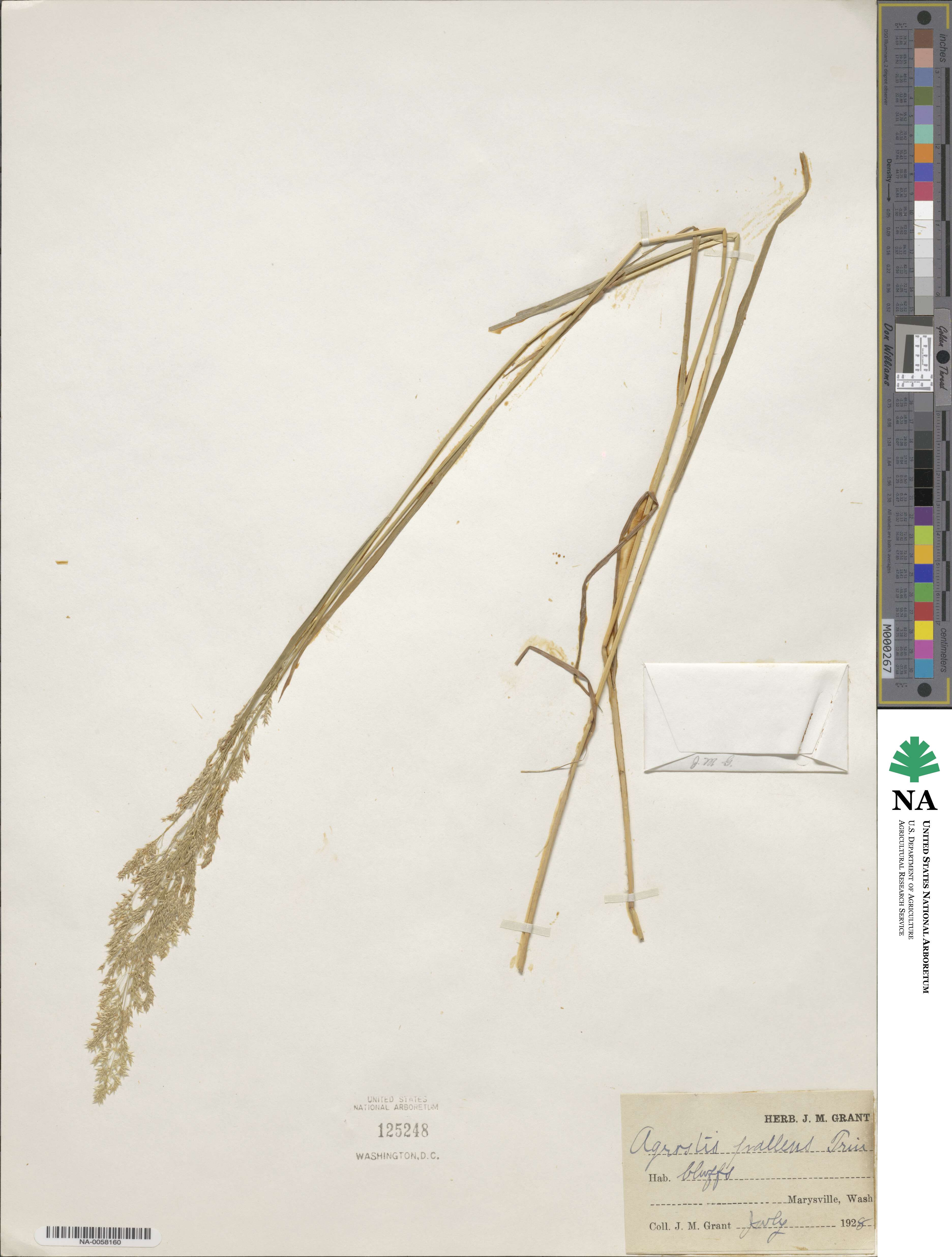 Agrostis pallens image