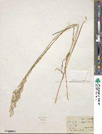 Agrostis pallens image