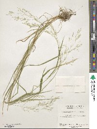 Agrostis perennans image