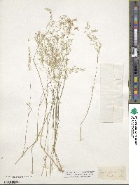 Agrostis perennans image