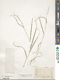 Agrostis perennans image