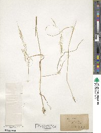 Agrostis perennans image