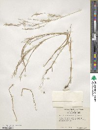 Agrostis perennans image