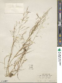 Agrostis perennans image