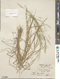 Agrostis perennans image