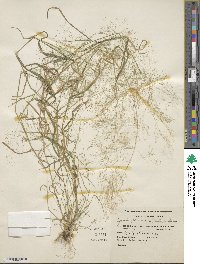 Agrostis perennans image