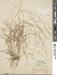 Agrostis perennans image