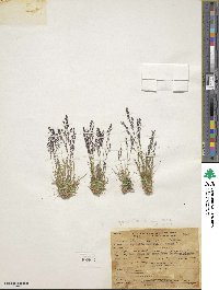 Podagrostis thurberiana image