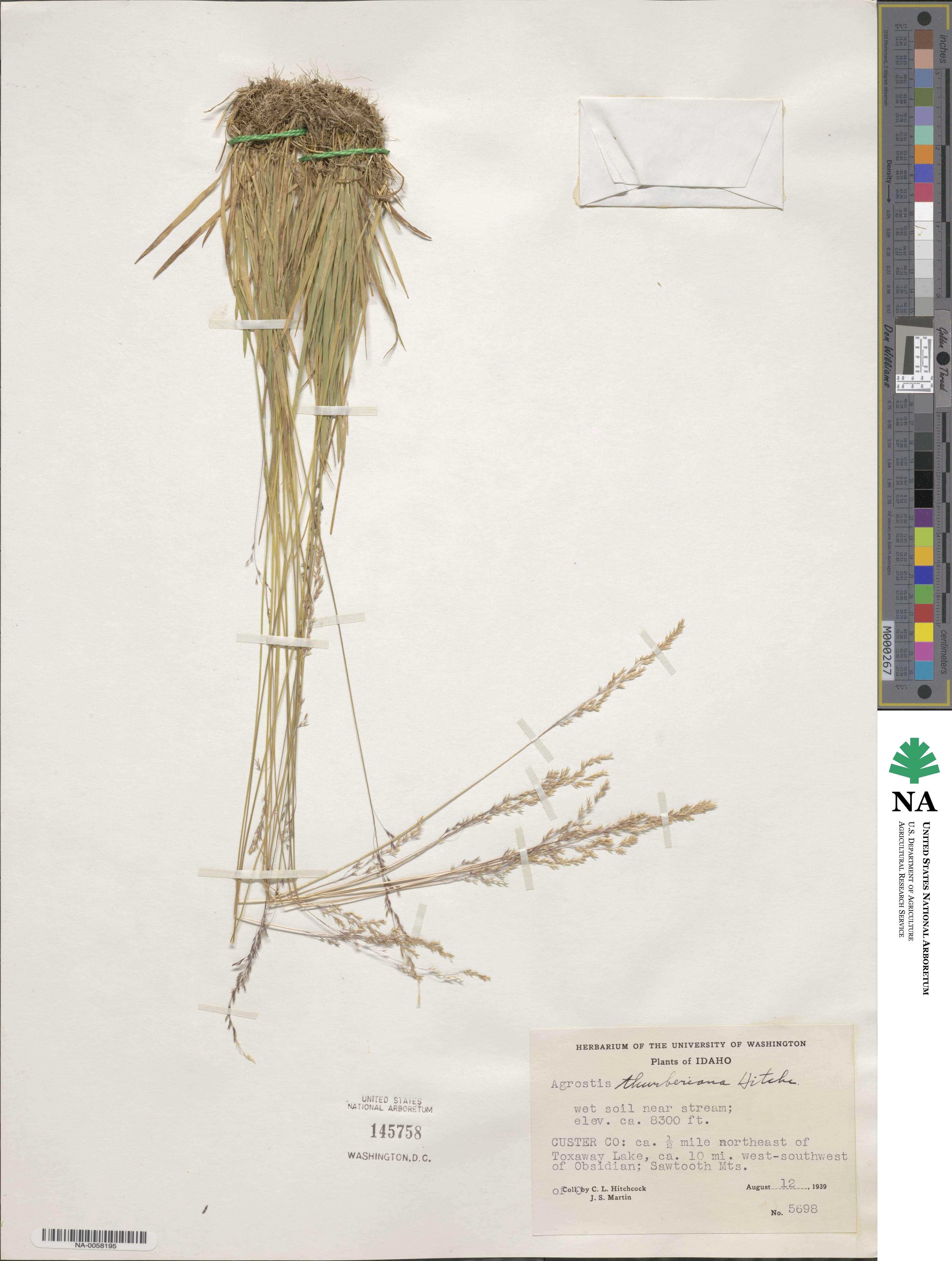 Podagrostis thurberiana image