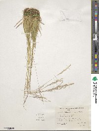 Podagrostis thurberiana image