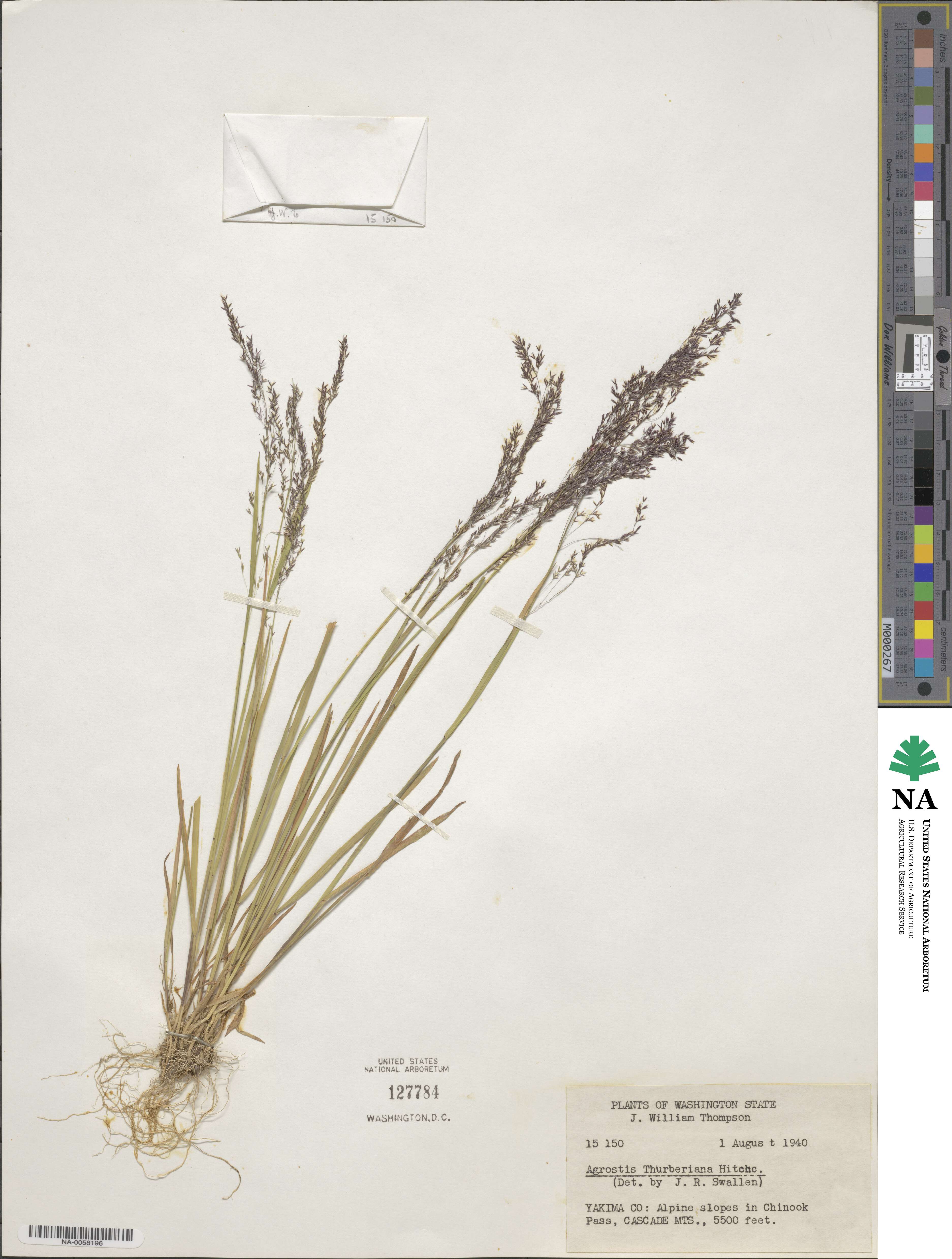 Podagrostis thurberiana image